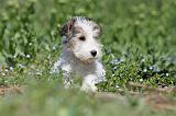 FOX TERRIER 329